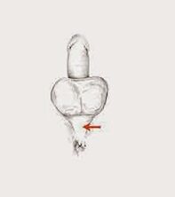 potenciju mišića i njihovu napetost za povećanje potencije